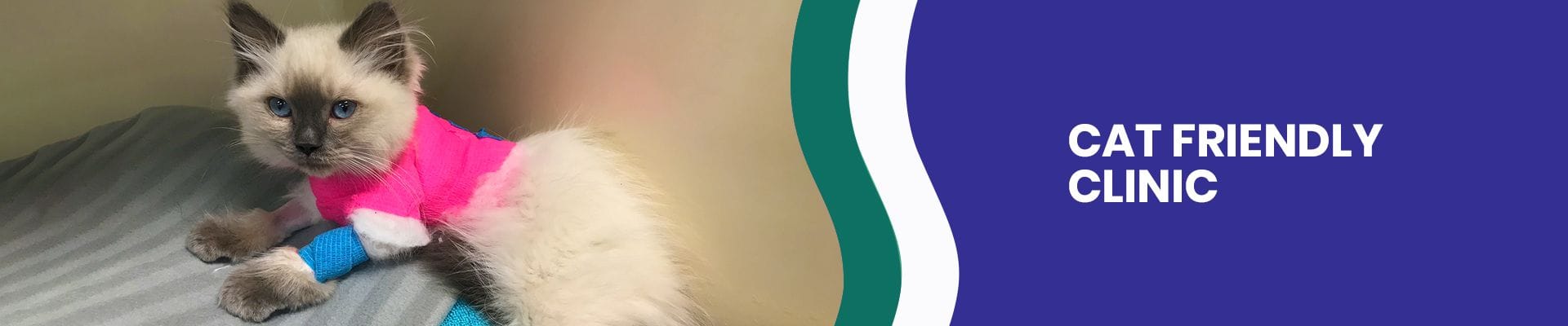 Cat Friendly Clinic in Underwood | Cat Vet Brisbane Cat Friendly Clinic in Underwood | Cat Vet Brisbane
