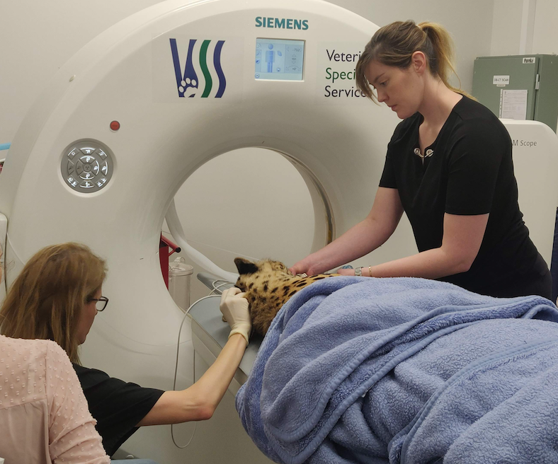 Treating a cheetah at Veterinary Specialist Services