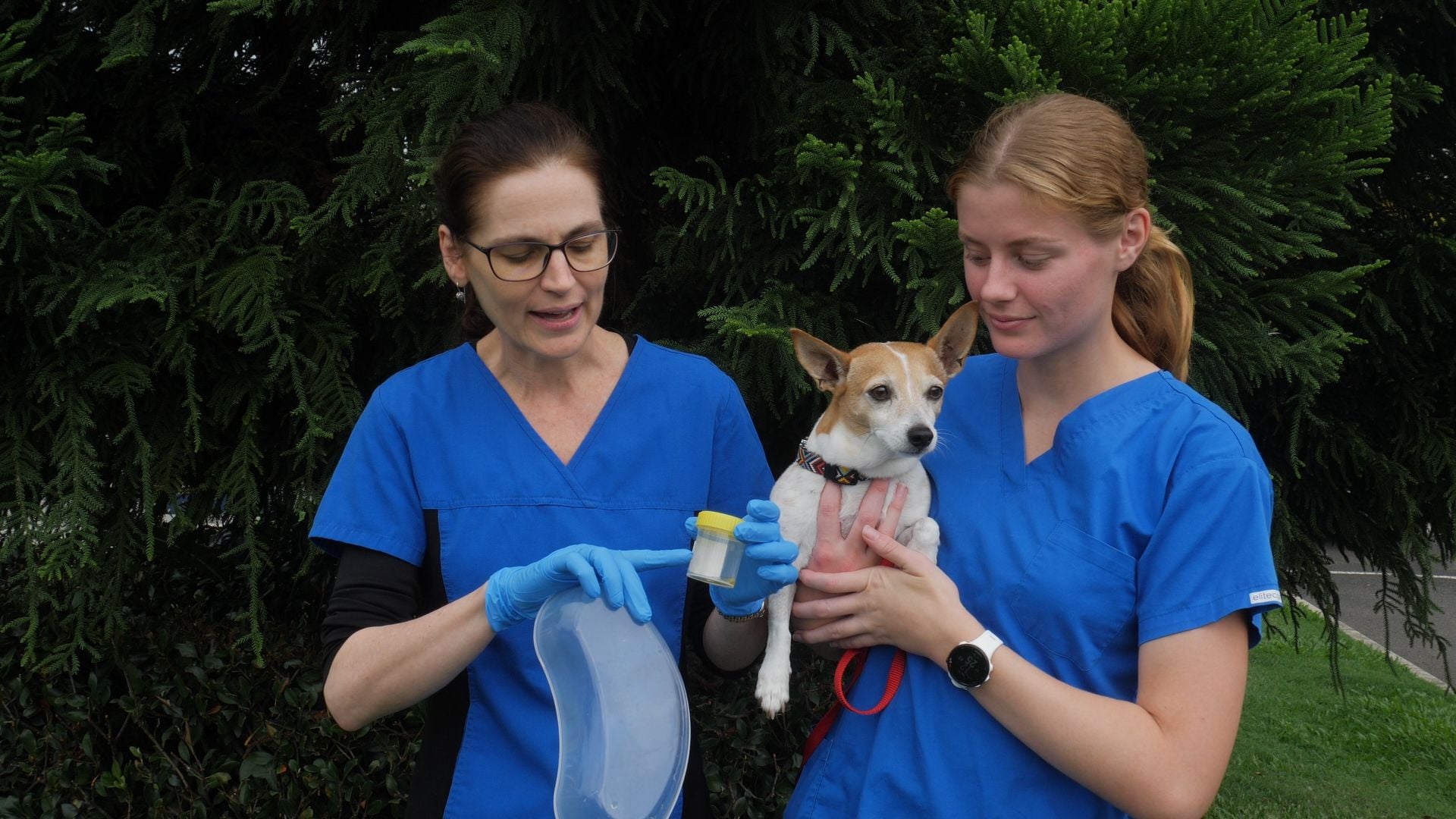 How Do You Collect A Urine Sample From A Dog