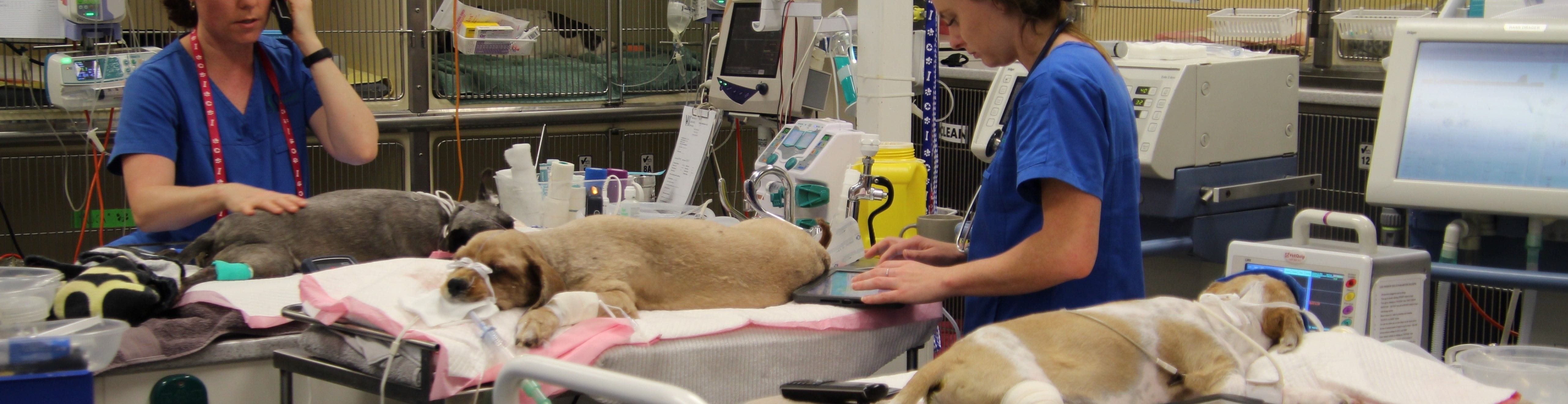 Veterinary Emergency Services | Brisbane & Gold Coast Vets