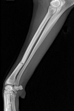 Fracture fixation | Veterinary Specialist Services