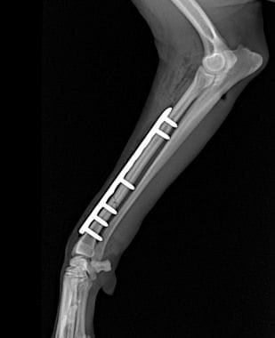 Fracture fixation | Veterinary Specialist Services