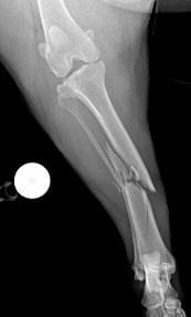 Fracture fixation | Veterinary Specialist Services