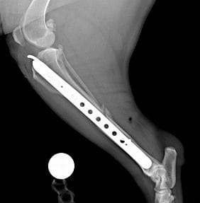 Fracture fixation | Veterinary Specialist Services