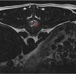 Intervertebral Disc Disease | Brisbane & Gold Coast Vets