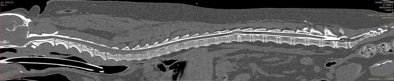 Intervertebral Disc Disease | Brisbane & Gold Coast Vets