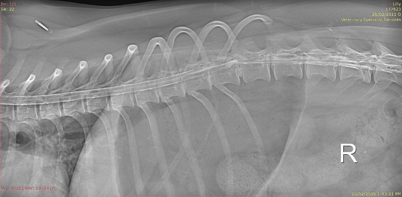 Degenerative disc disease in sales dogs