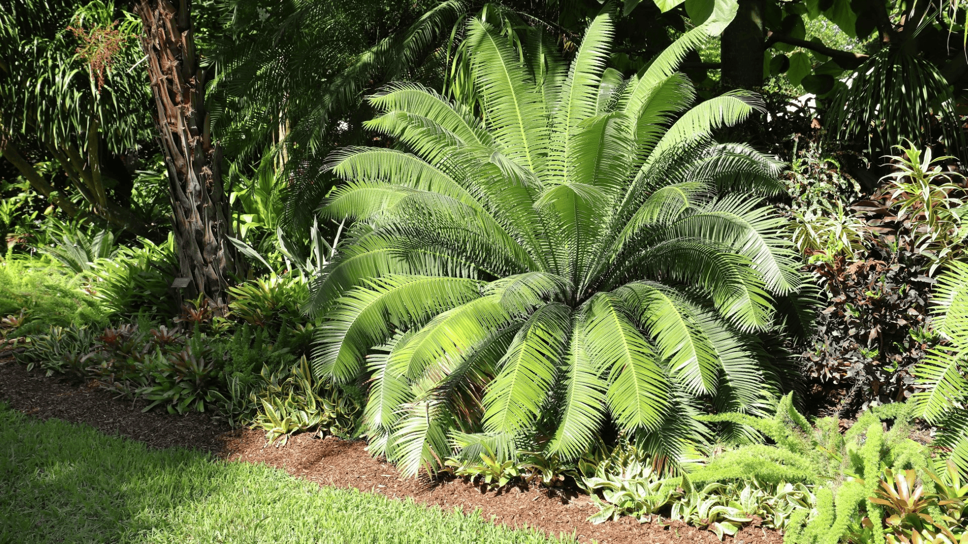 Cycads are dangerous for pets to chew or ingest.