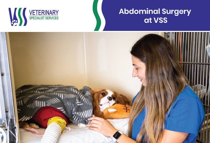 Abdominal Surgery at VSS