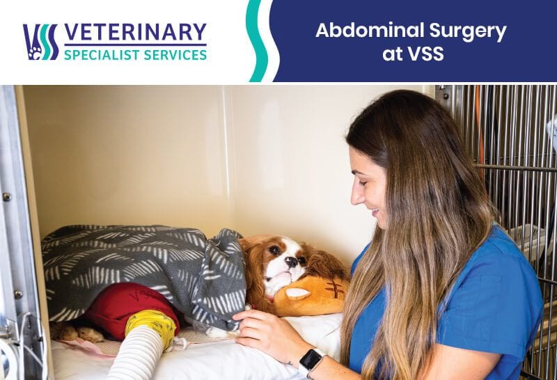 Abdominal Surgery at VSS