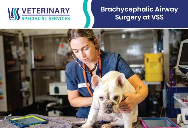 Brachycephalic Airway Surgery at VSS