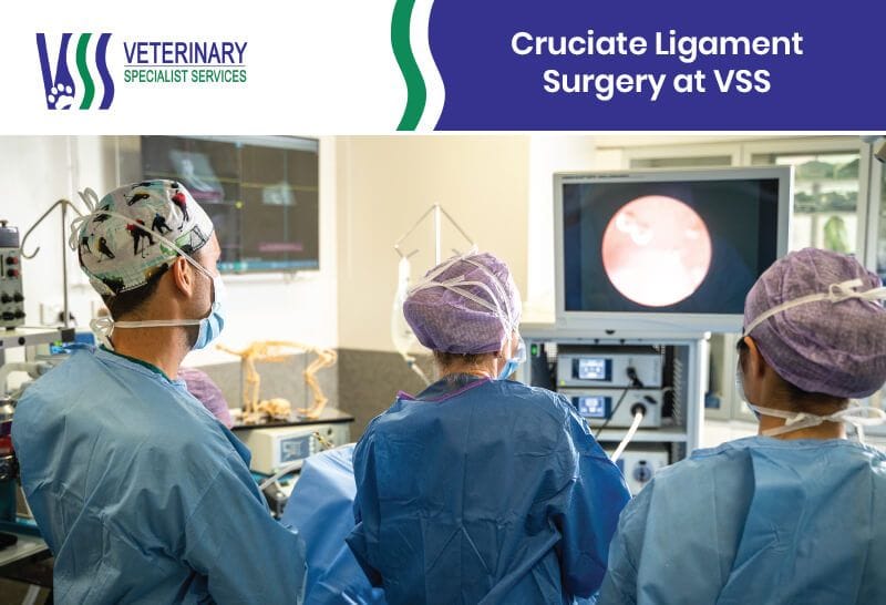 Cruciate Ligament Surgery at VSS