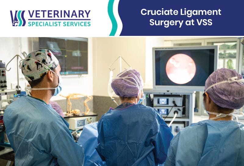 Cruciate Ligament Surgery at VSS