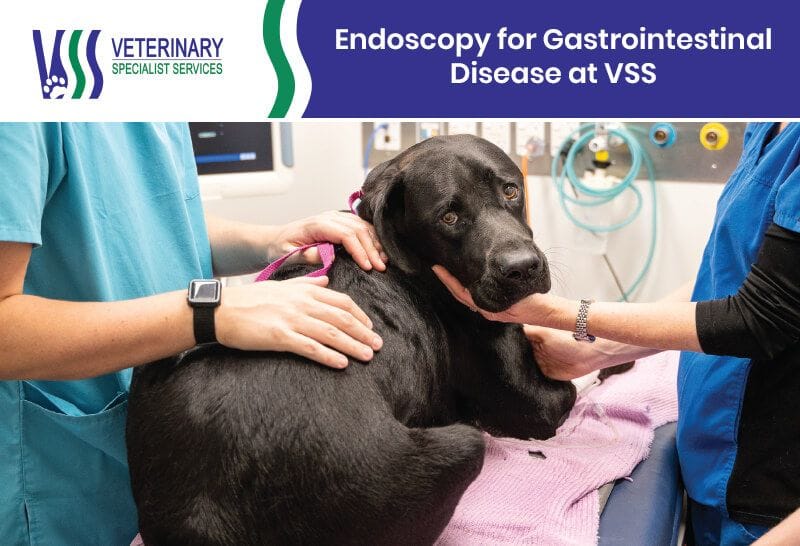 Endoscopy for Gastrointestinal Disease at VSS