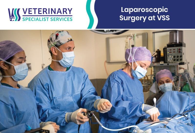 Laparoscopic Surgery at VSS