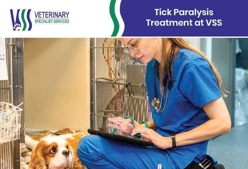 Tick Paralysis Treatment at VSS