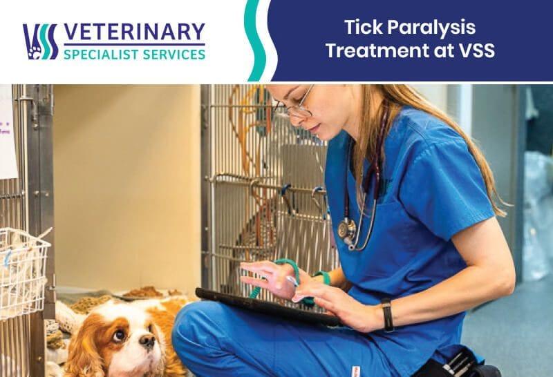 Tick Paralysis Treatment at VSS