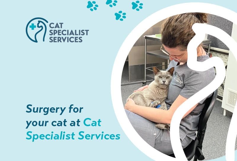 Surgery for your cat at Cat Specialist Services