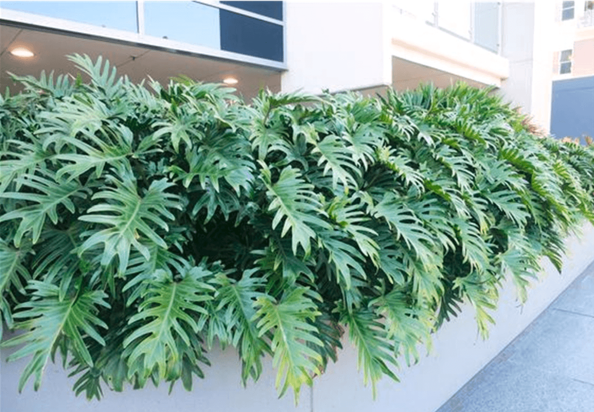 Philodendrons can cause irritation to pets.