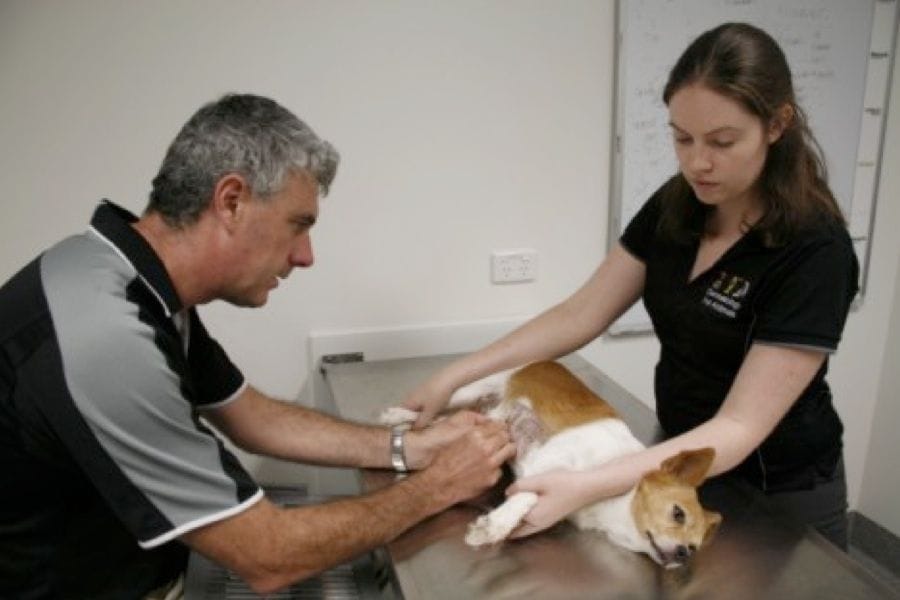 Animal Dermatology | Brisbane & Gold Coast Vets