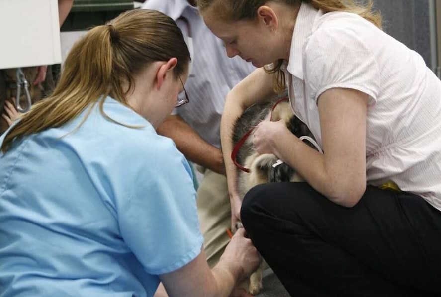 Veterinary Emergency | Brisbane & Gold Coast Vets