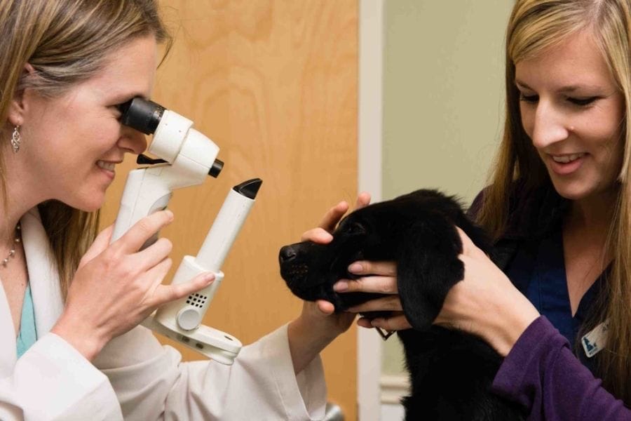 Animal Ophthalmology | Brisbane & Gold Coast Vets