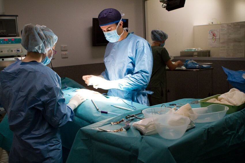 Animal Surgery | Brisbane & Gold Coast Vets