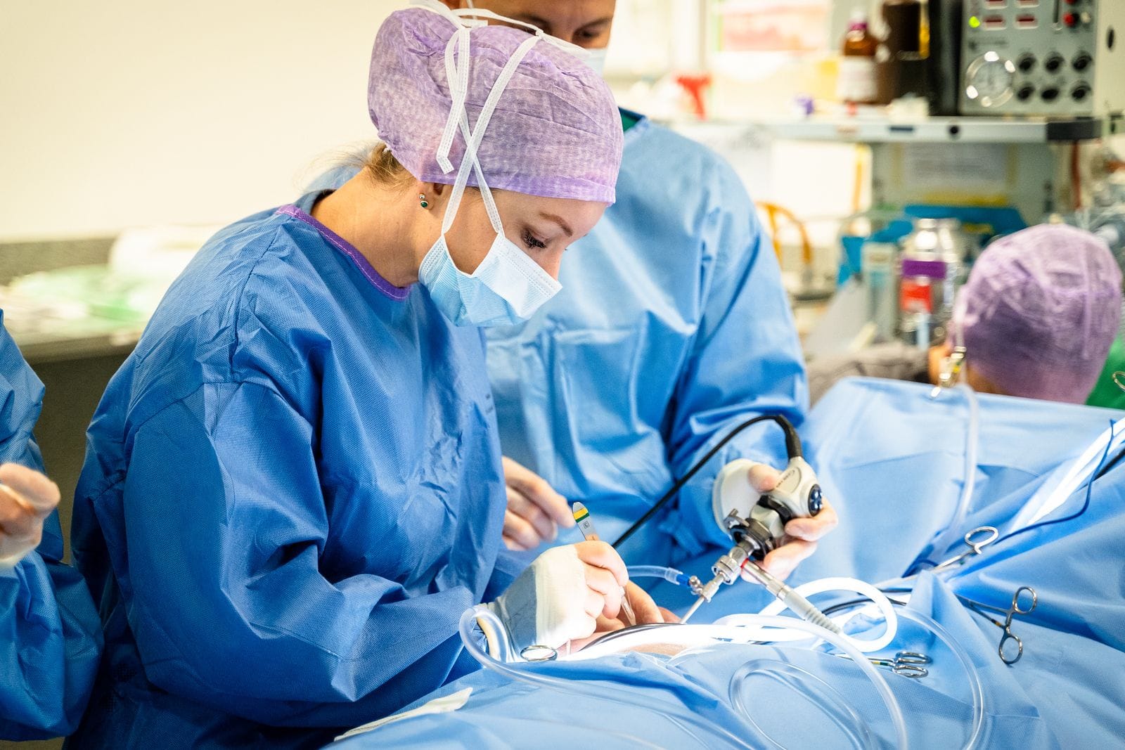 Veterinary Surgery | Brisbane & Gold Coast Vets