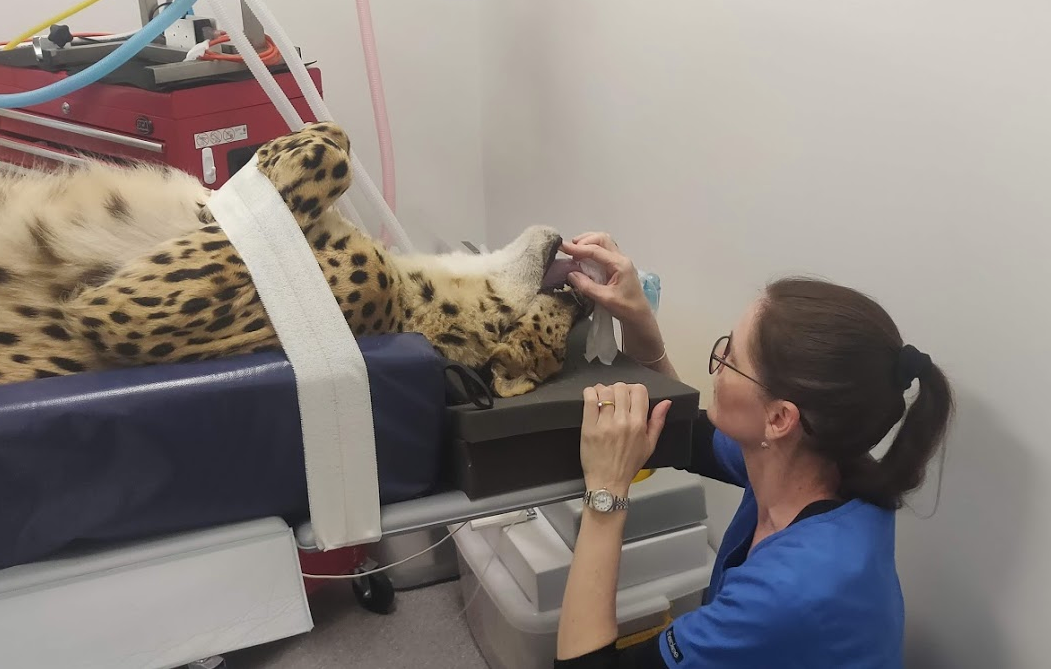 Treating a cheetah at Veterinary Specialist Services