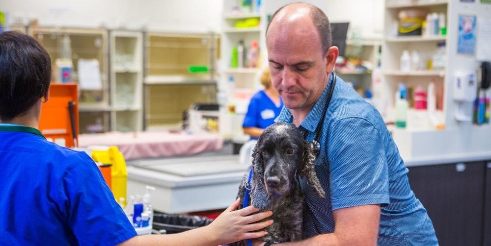 Animal Internal Medicine | Brisbane & Gold Coast Vets