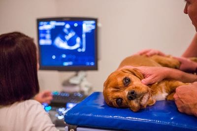 Dog Ultrasound | Gold Coast Vet