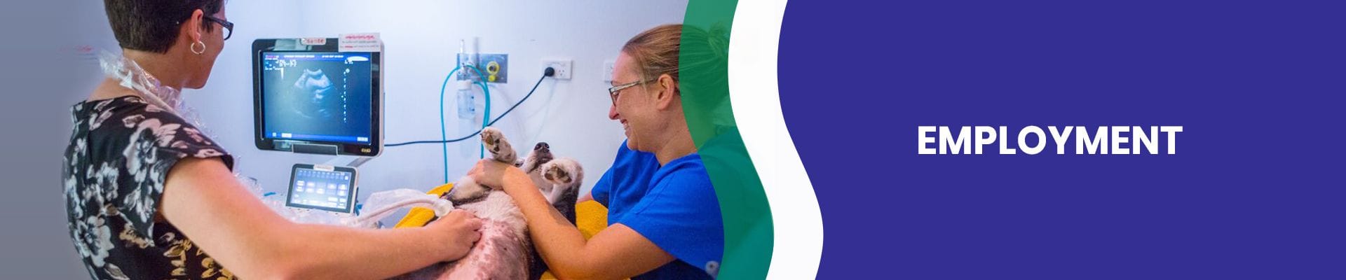Animal Attendant at VSS Carrara | Veterinary employment opportunities Animal Attendant at VSS Carrara | Veterinary employment opportunities