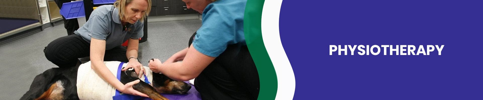 Animal Physiotherapy | Brisbane & Gold Coast Vets Animal Physiotherapy | Brisbane & Gold Coast Vets