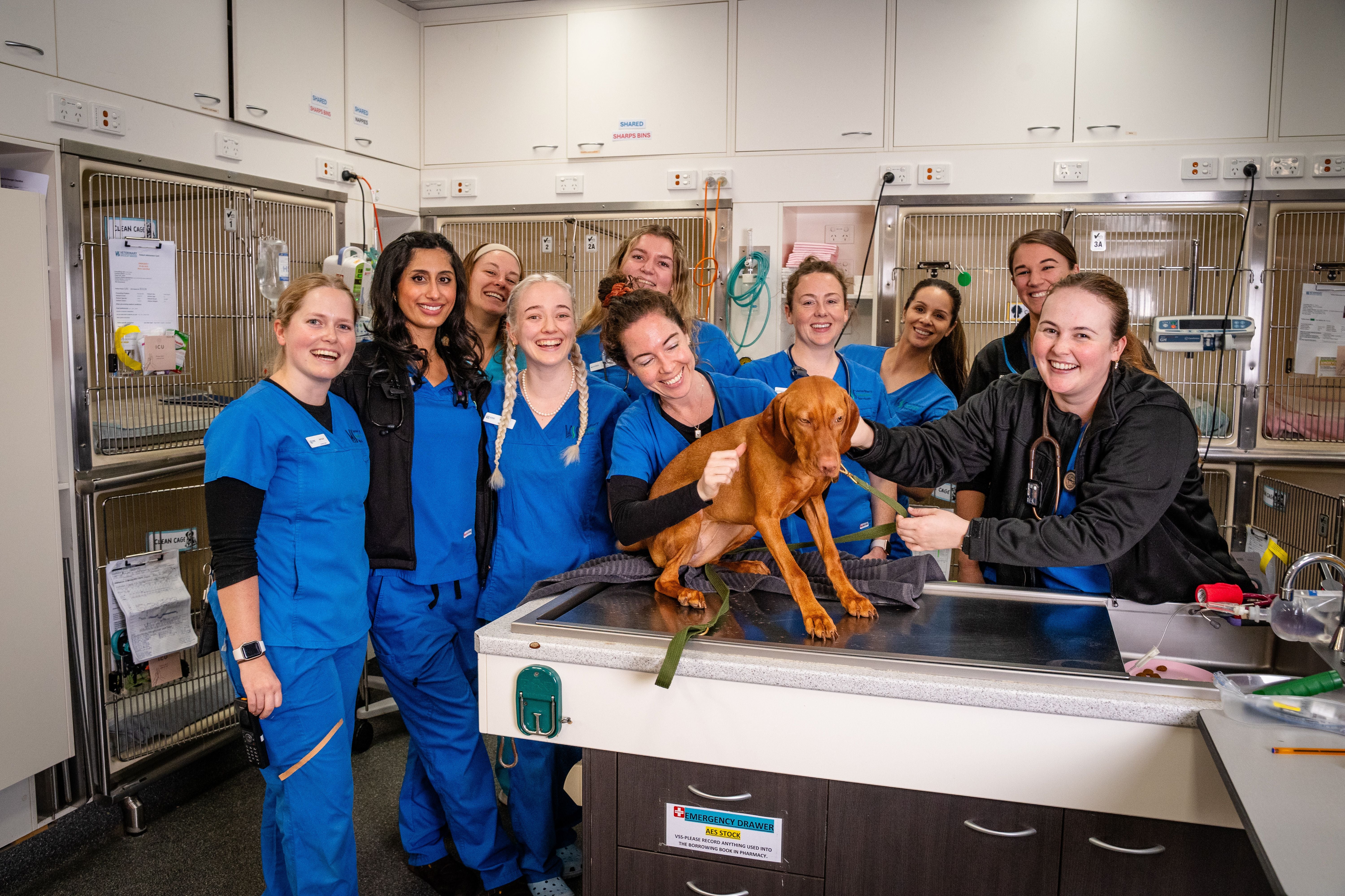 VETERINARY EQUIPMENT SIEMENS