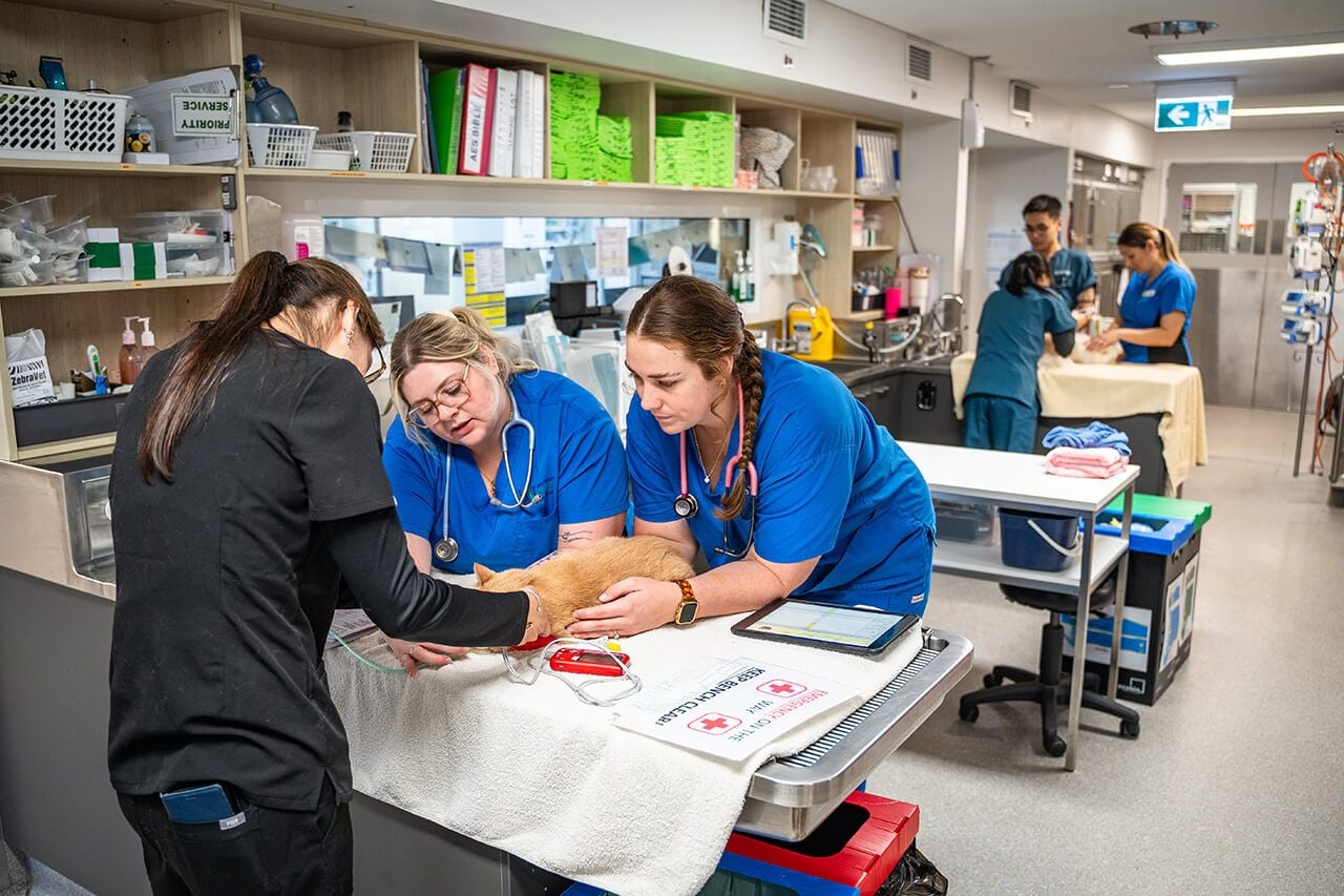 24-Hour Emergency and In-Hospital Care 24-Hour Emergency and In-Hospital Care