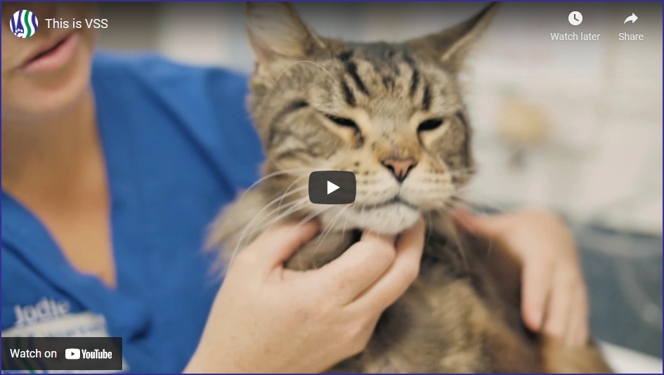 Veterinary Specialist Services video