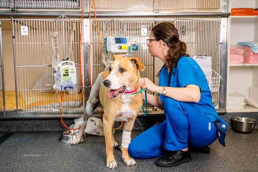 Veterinary Nursing | Brisbane & Gold Coast Vets