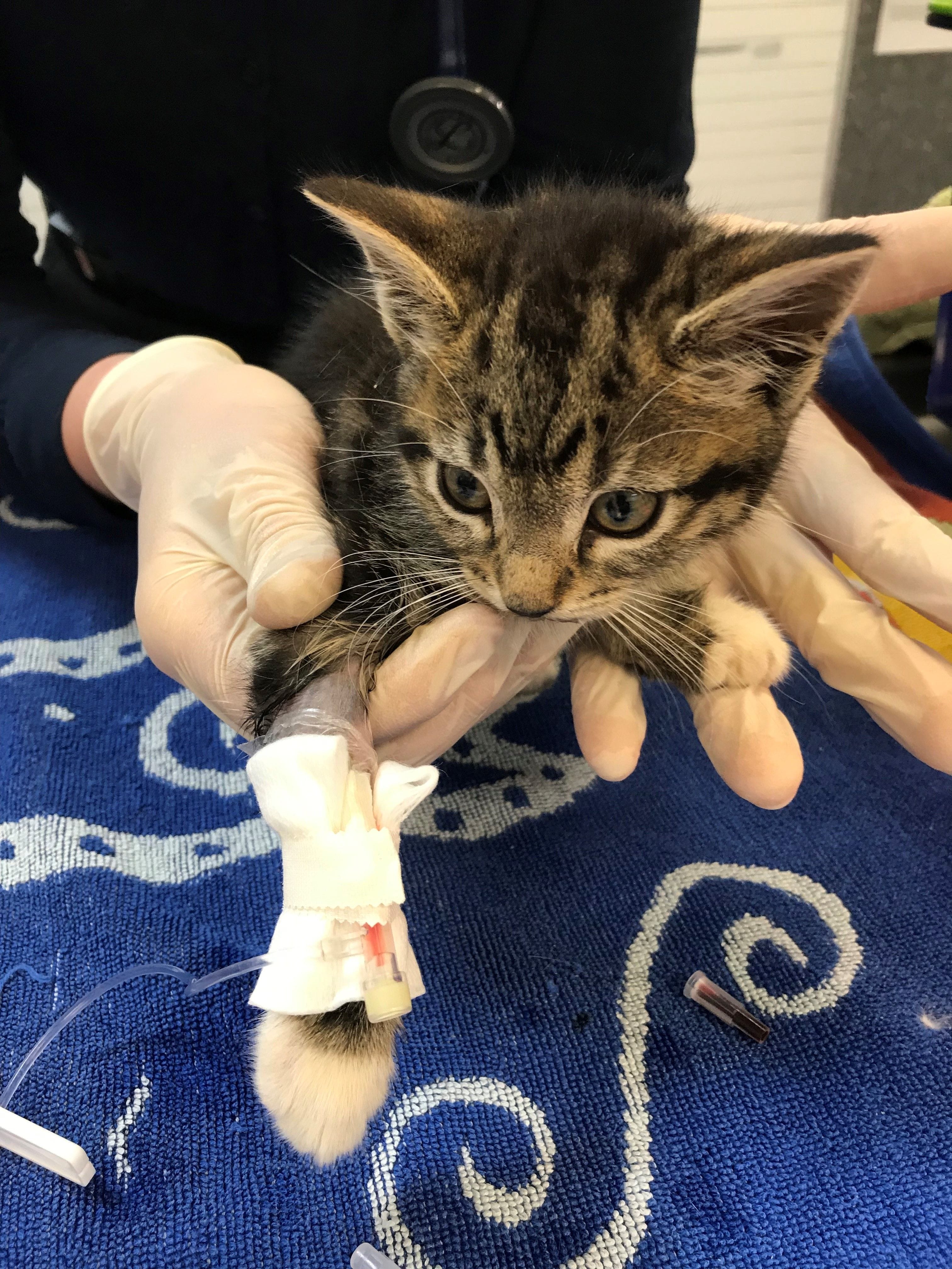 Cat friendly clinic in Brisbane Cat friendly clinic in Brisbane