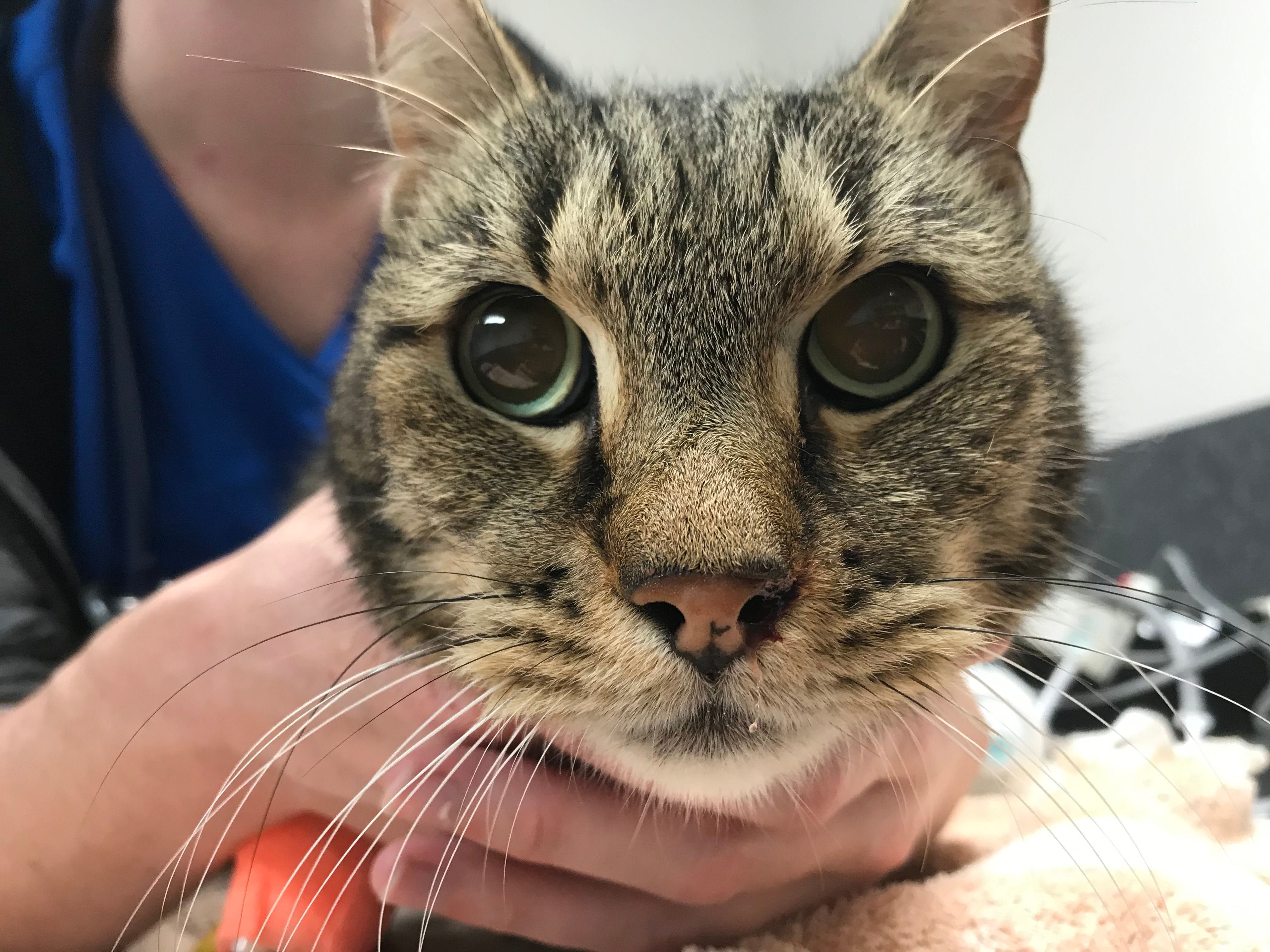 Cat friendly clinic in Brisbane Cat friendly clinic in Brisbane