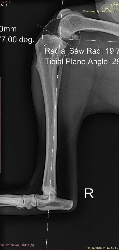 Cranial cruiciate ligament disease Cranial cruiciate ligament disease