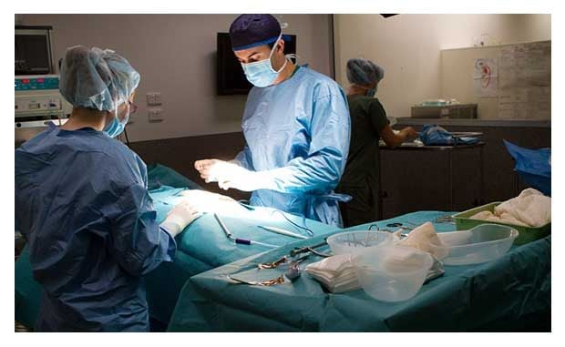 orthopedic veterinary specialist near me