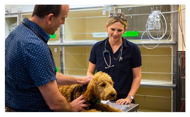 Does your pet need a specialist? | Brisbane and Gold Coast vets