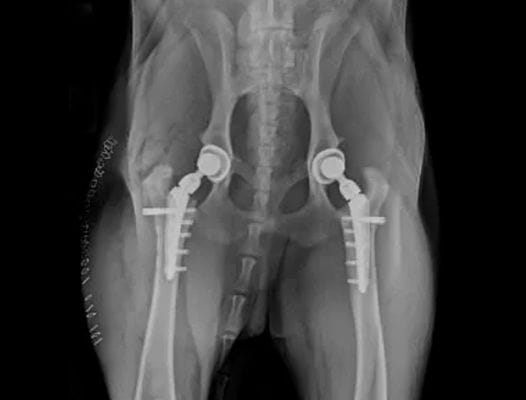 Hip Clinic