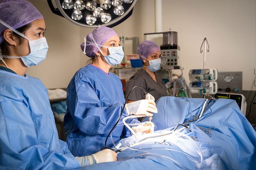 TPLO/Cruciate Ligament Surgery