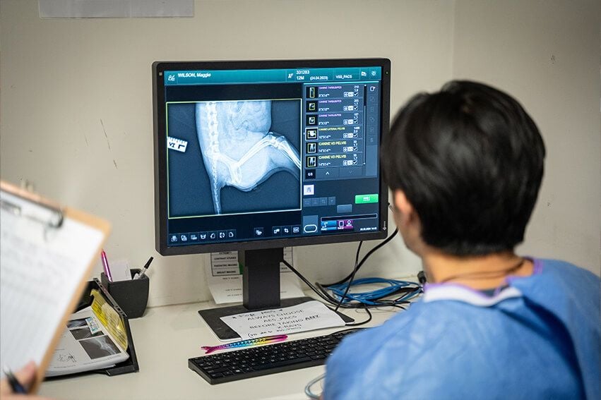 Patella Luxation (MPL) Surgery