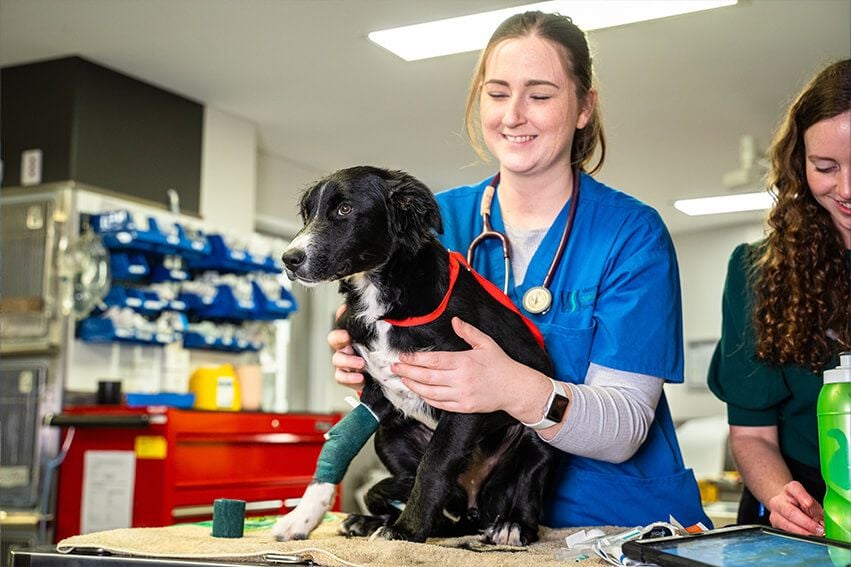 Cruciate/TPLO and Patella Luxation Surgery - Brisbane and Gold Coast