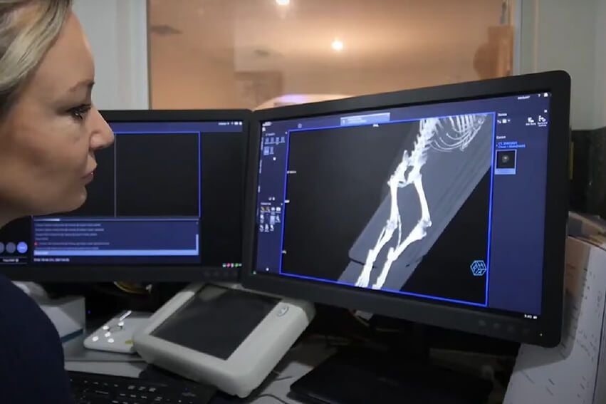 Patella Luxation (MPL)