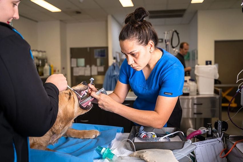Animal Dentistry | Brisbane & Gold Coast Vets