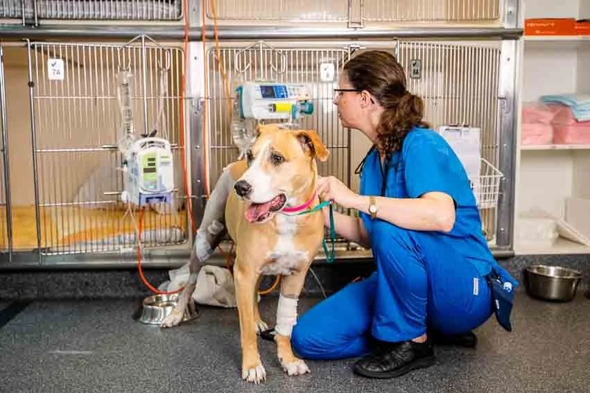 Animal Interns | Brisbane & Gold Coast Vets