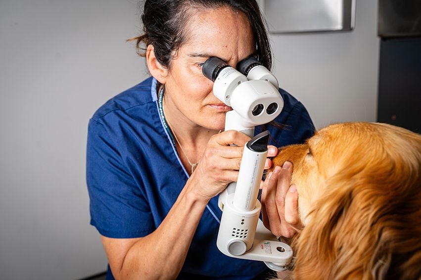 Animal Ophthalmology | Brisbane & Gold Coast Vets